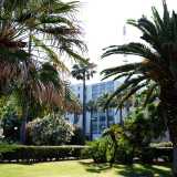 ...all�ombra di alte palme e rigogliose cycas